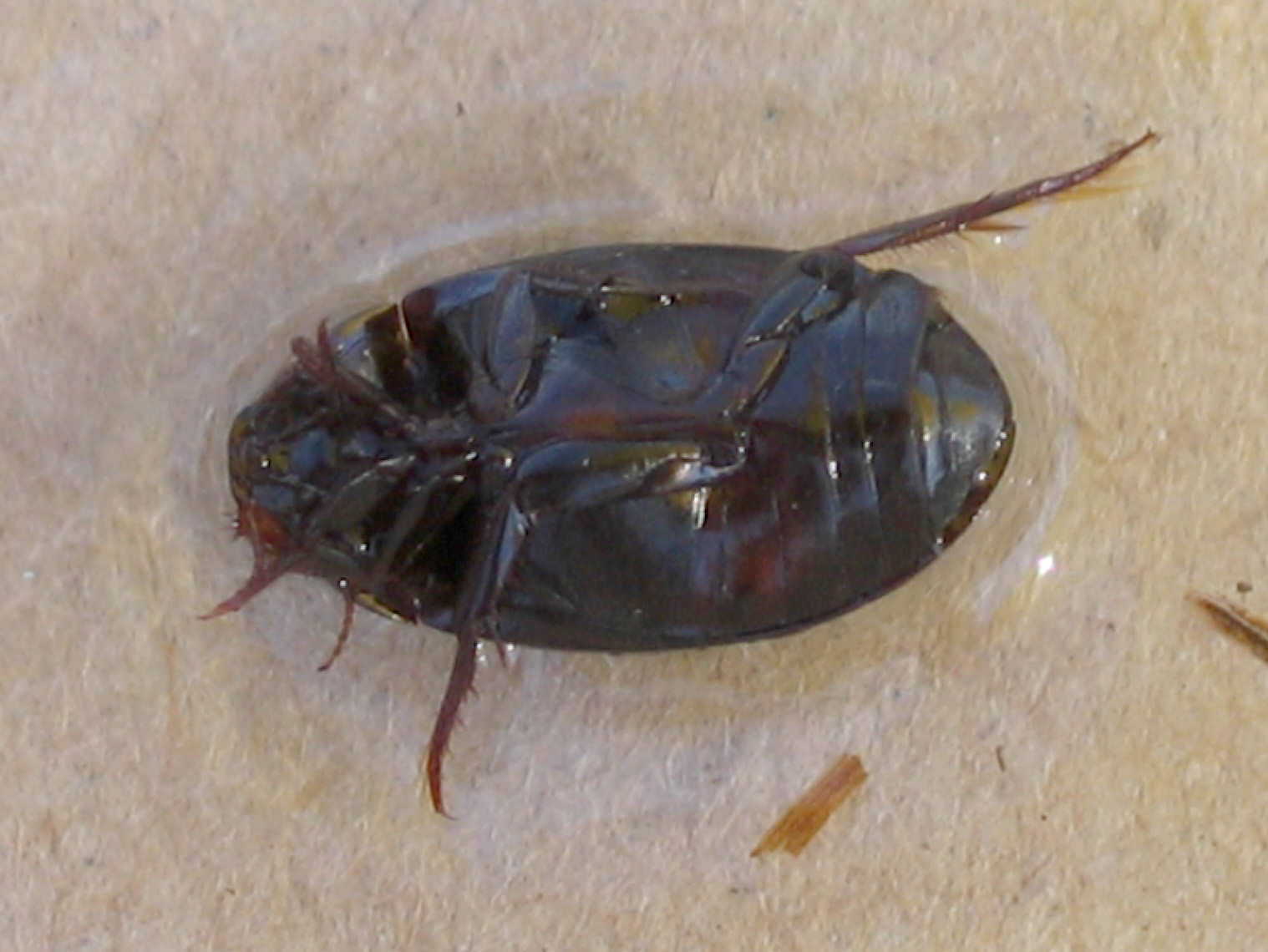 Fortum to sell its shareholding in Estonian natural gas transmission